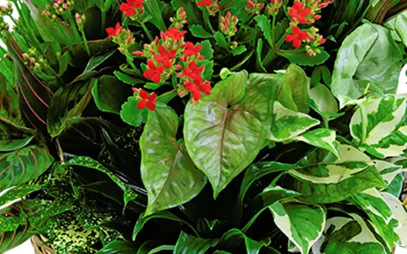 Baker Florist Flower Delivery Dover, OH Florist Dover, OH